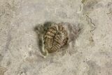 Bargain, Enrolled Mississippian Trilobite (Ameropiltonia) - Missouri #78004-2